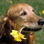 fiori di bach per animali
