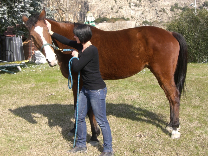 Cervicali cavallo chiropratica