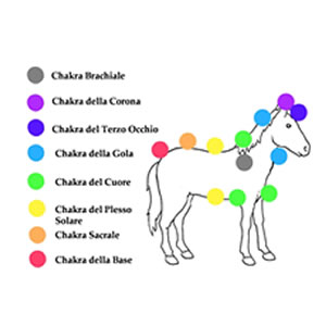 Chakra cavallo Chakra del cavallo