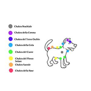 Chakra cane Chakra del cane
