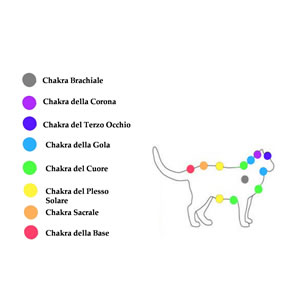 Chakra gatto Chakra del gatto