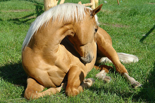 Colica del cavallo Cavallo con colica