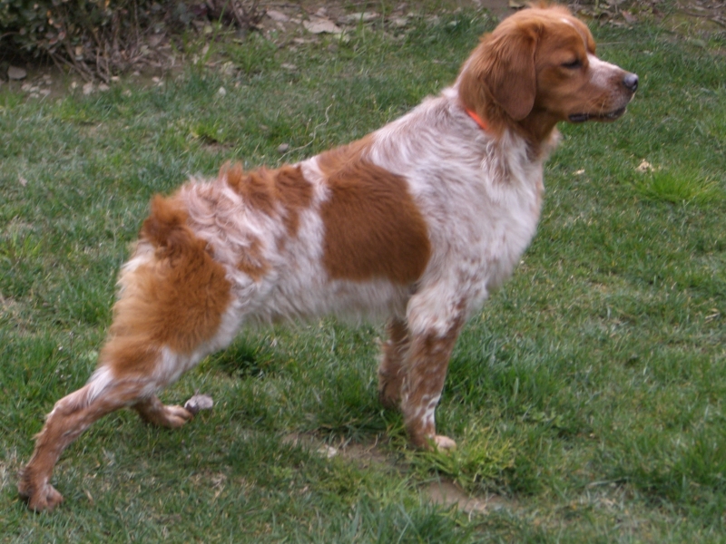 Leo Gelosia Cane Fiori di Bach