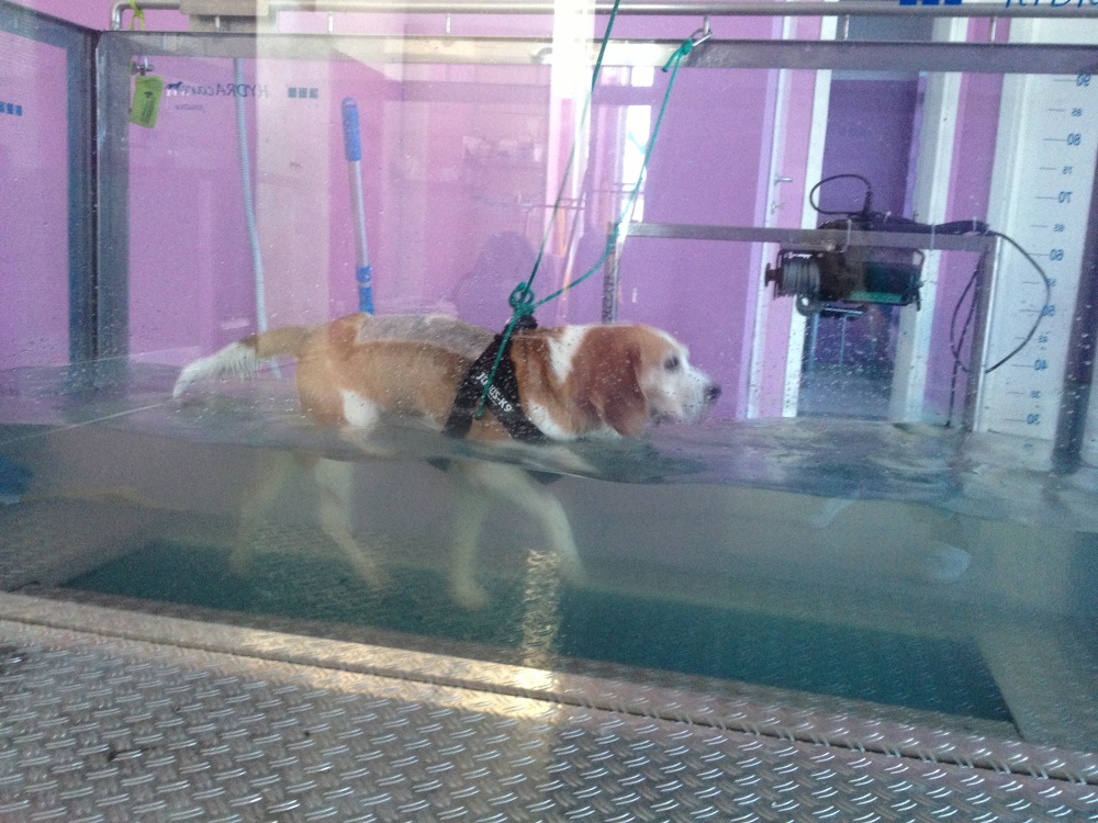 Cane beagle in acqua