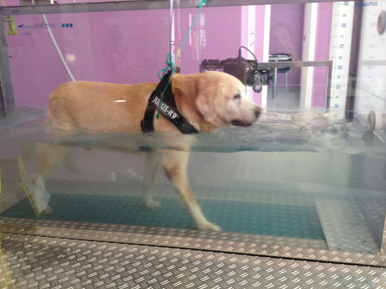 Tapis roulant in acqua cane