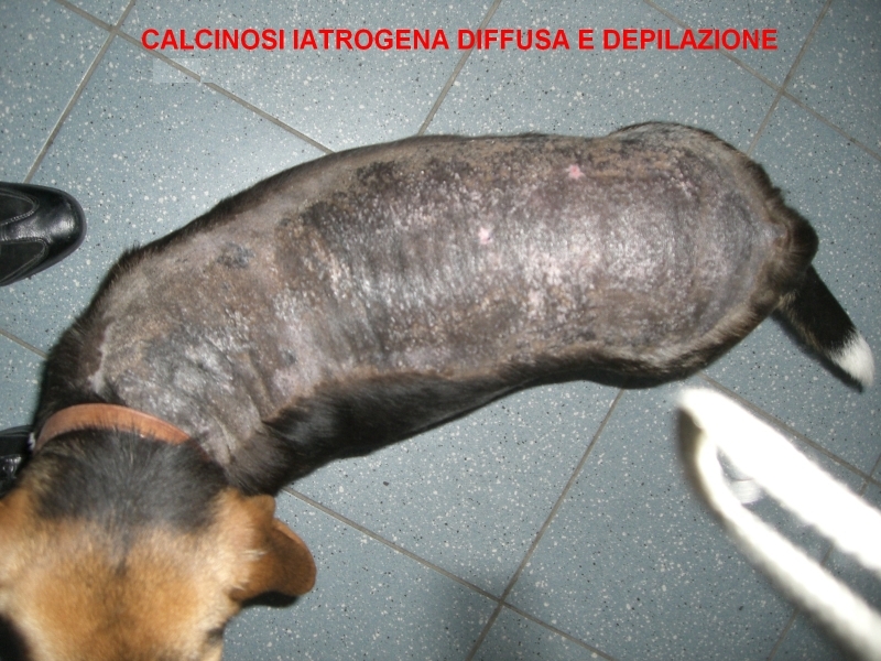Calcinosi cutanea cane Calcinosi cutanea cane