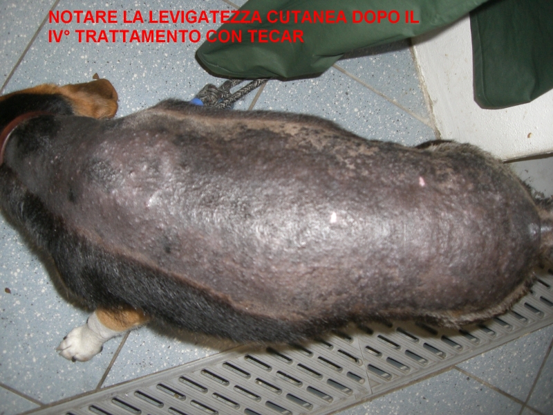 Calcinosi cutanea cane 3 Calcinosi cutanea cane 3