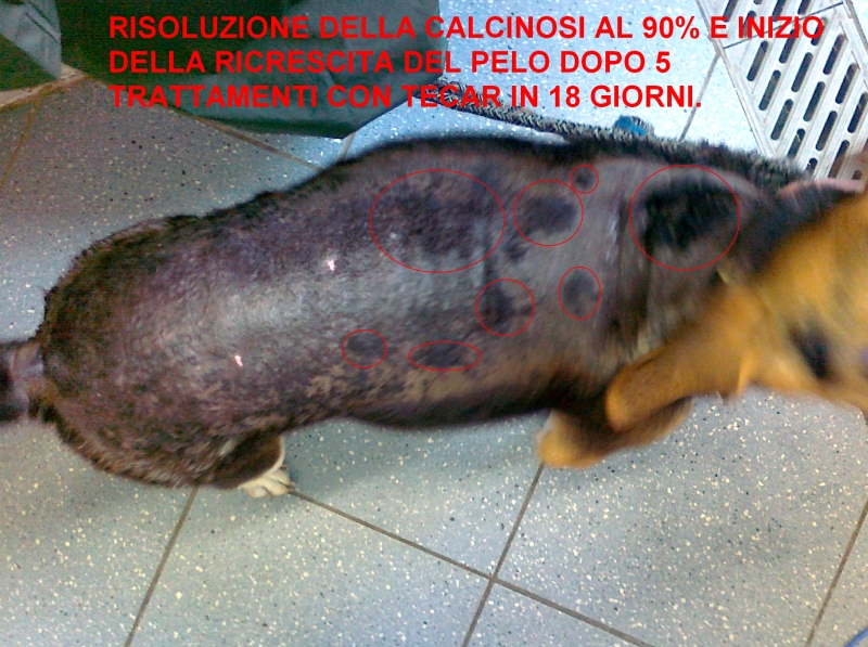 Calcinosi cutanea cane 4 Calcinosi cutanea cane 4