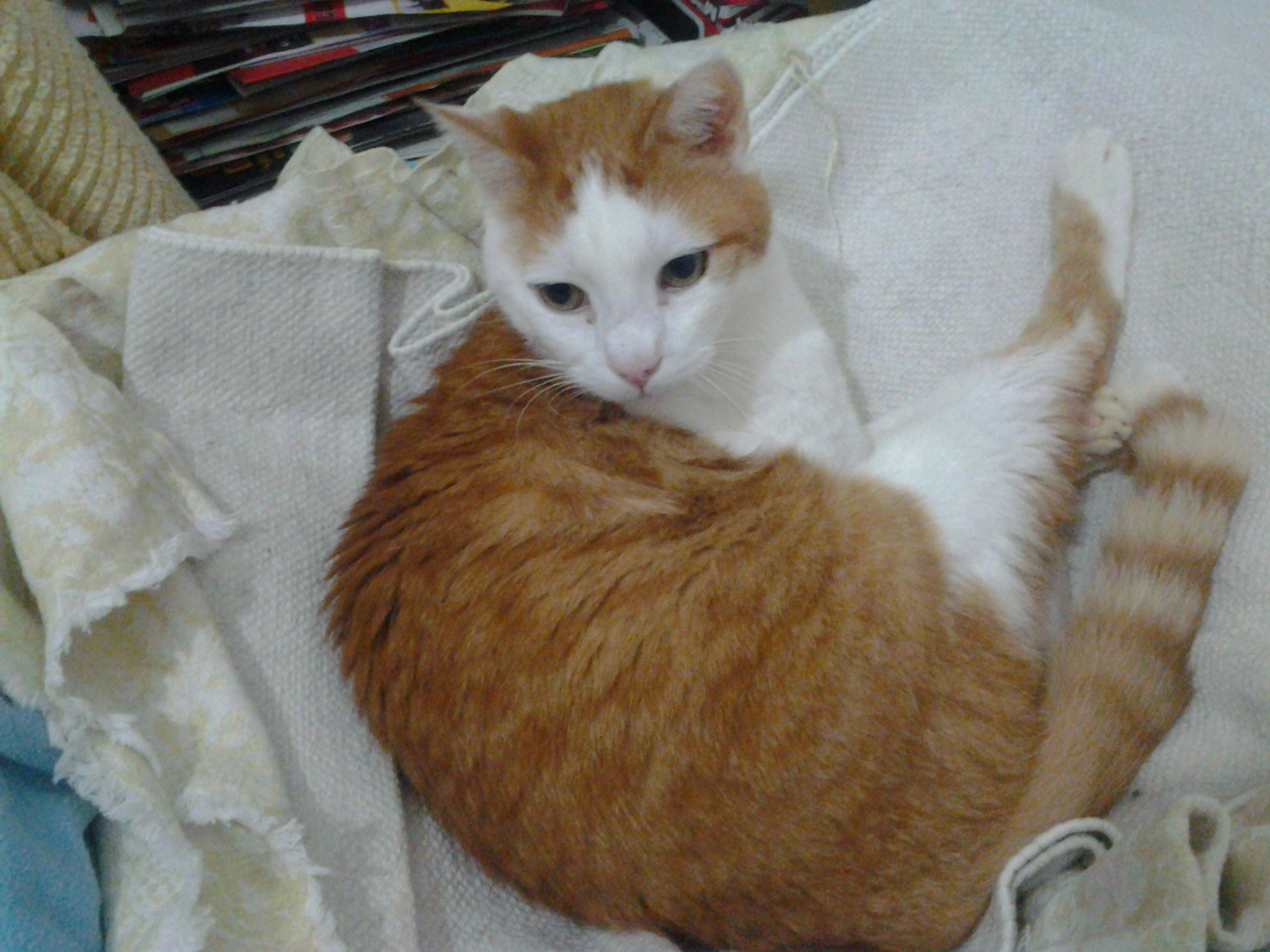Gatto trattato con omotossicologia
