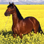 Cavallo Fiori di Bach
