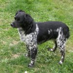 Gelosia del cane trattata coi Fiori di Bach
