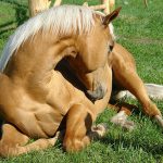 Omeopatia e disordini digestivi nel cavallo