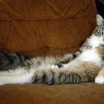 Reiki per gatti