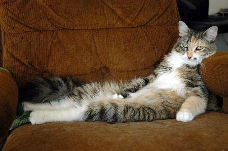 Gatto che riceve Reiki