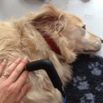 Tecniche fisioterapiche - Fisioterapia Veterinaria Pisa®