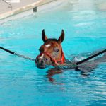 Idroterapia del cane e cavallo - Fisioterapia Veterinaria Pisa®