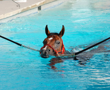 Cavallo che nuota