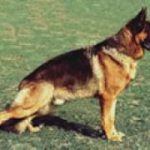 Approccio fisioterapico alla displasia dell'anca del cane - Fisioterapia Veterinaria Pisa®