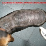 Calcinosi cutanea del cane trattato con Tecar®
