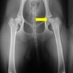 Gestione dell'artrosi del cane - Fisioterapia Veterinaria Pisa®