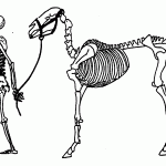 La terapia chiropratica per il cane e il cavallo