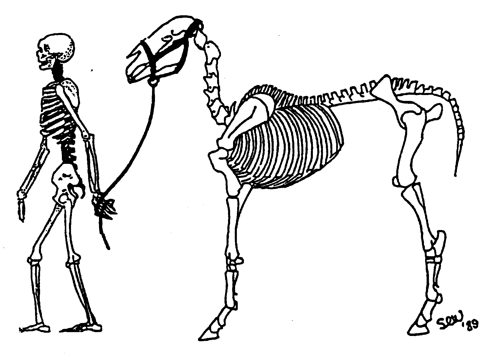 horse chiropractic