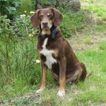 Risoluzione probabile ernia cervicale con chiropratica - Fisioterapia Veterinaria Pisa®