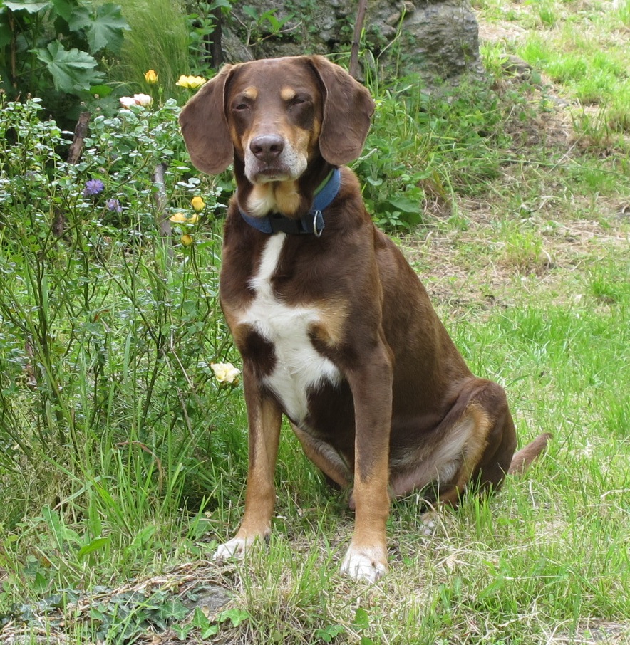 Ringo