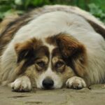 Obesita' del cane e gatto - Fisioterapia Veterinaria Pisa®