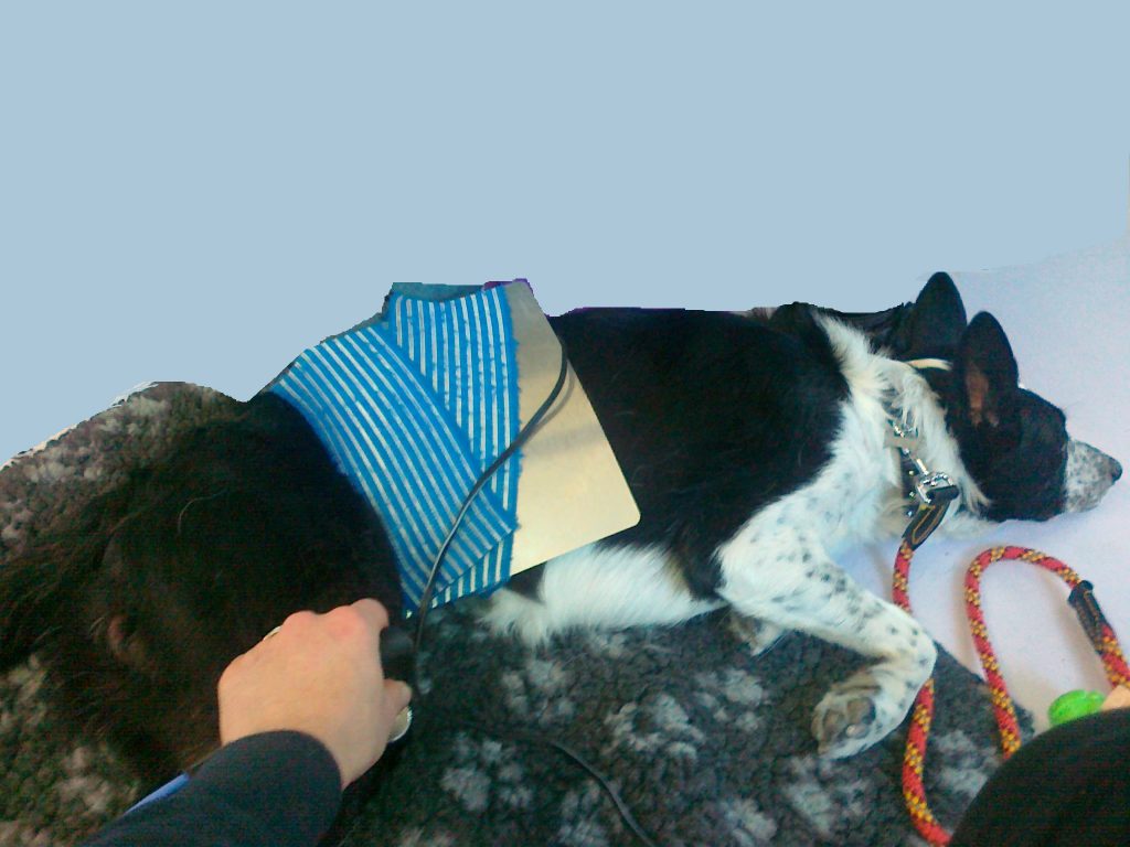 Riabilitazione legamento crociato cane