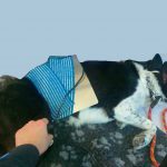 Riabilitazione per il legamento crociato del cane - Fisioterapia Veterinaria Pisa®