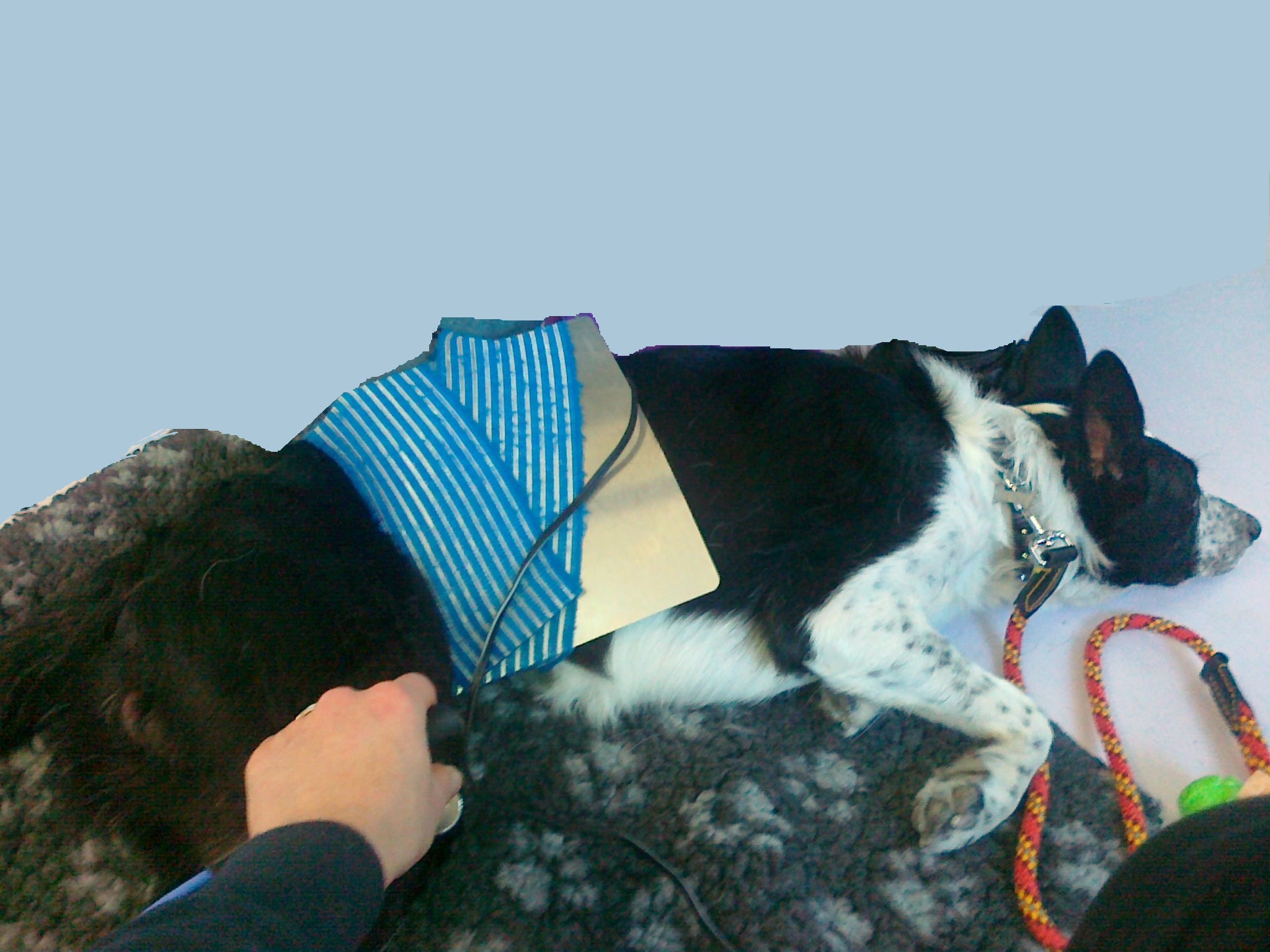 Riabilitazione legamento crociato cane