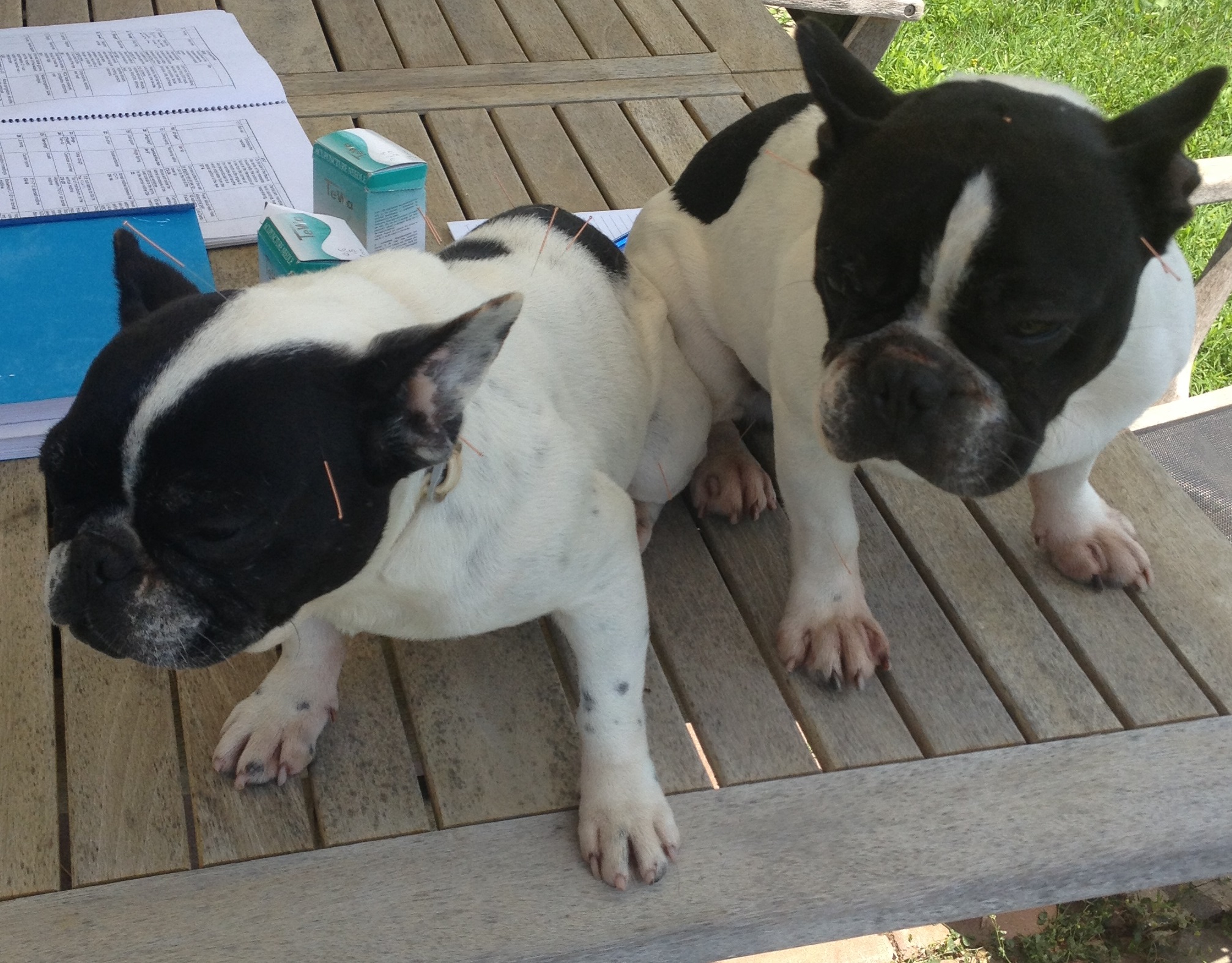 Epilessia del cane - Trattamento con agopuntura