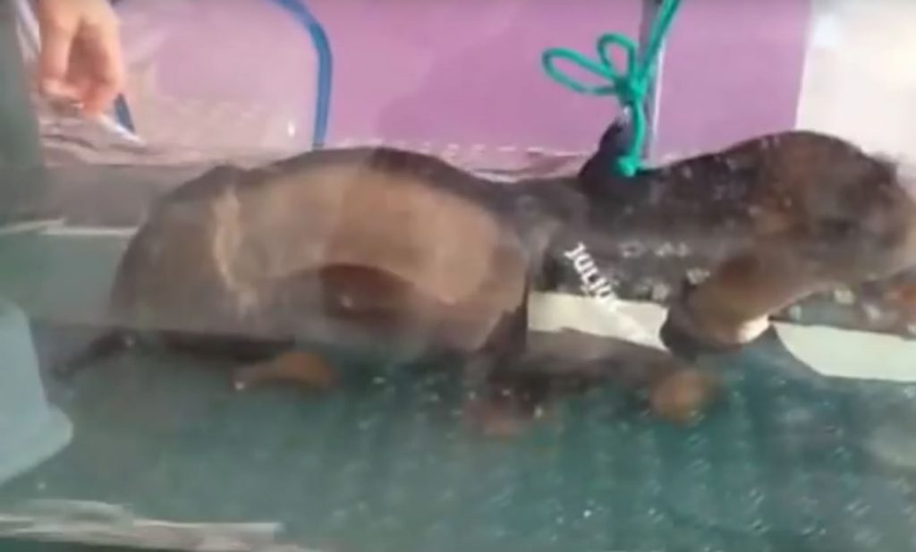 Riabilitazione dell'ernia discale lombare del cane - Aurelia