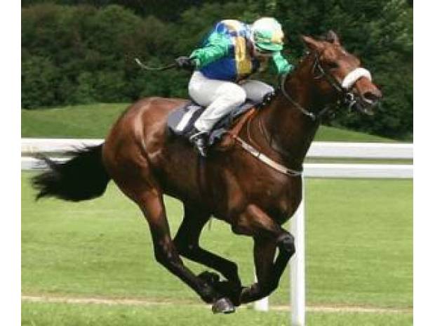 Ozonoterapia cavallo