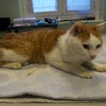 Gatto con problemi digestivi trattato con omotossicologia