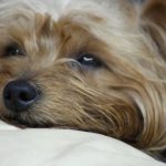 Problema respiratorio di un cane trattato con agopuntura