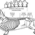 Ernia del disco lombare del cane: riabilitazione con terapie alternative