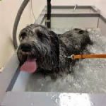 Il trattamento delle ernie discali del cane con ozonoterapia e agopuntura